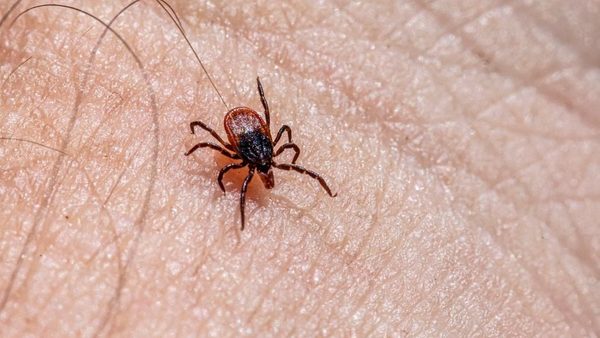 Livingston Pest Control: How To Beat Ticks and Fleas This Summer