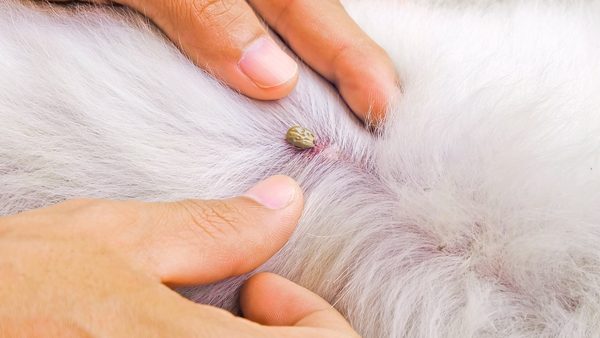 NatPat Pet Tick Repellent Stickers Back In Stock For Summer Outdoor Adventures