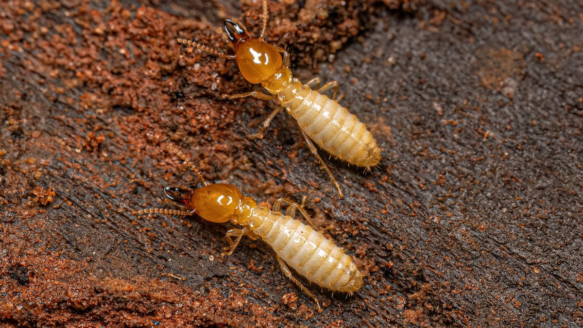 Northern Virginia Termite Infestation Warning Signs: Guide For Locals Released