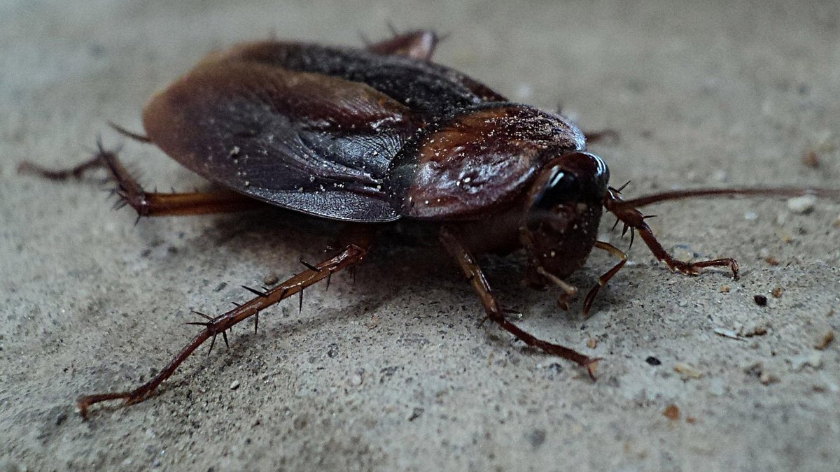 Orlando Pest Control Focus Shifts to Palmetto Bugs in Peak Heat