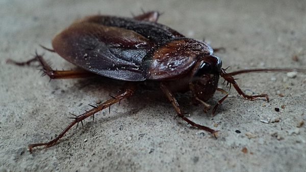 Orlando Pest Control Focus Shifts to Palmetto Bugs in Peak Heat