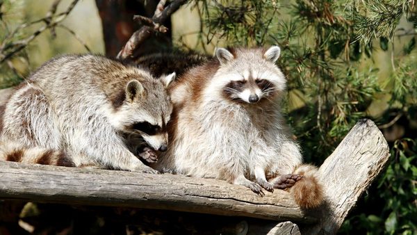 Springfield, VA Humane Raccoon Removal: Wildlife Control Services Expanded