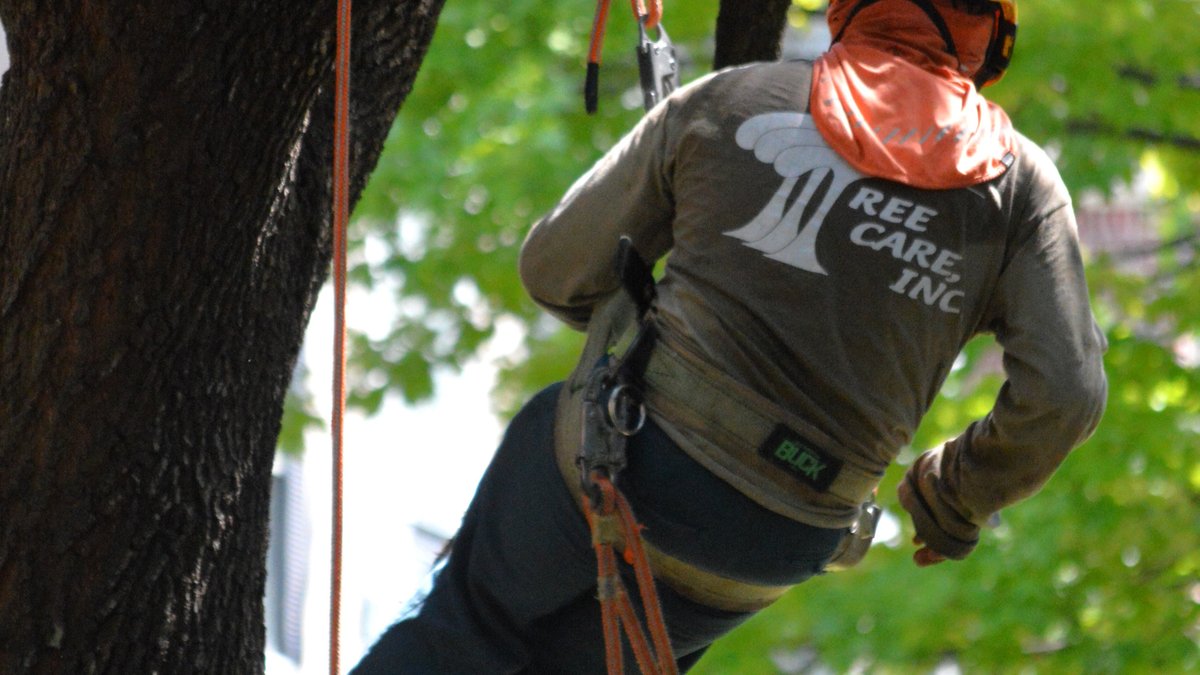 Tree Removal Houston: How to Know When a Tree Should Come Down