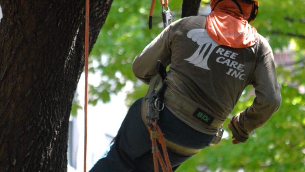 Tree Service Houston Provider Tree Care, Inc. Marks Nearly 50 Years