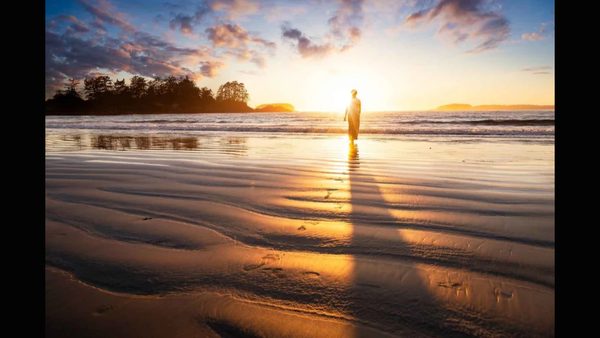 Vancouver Island Wildlife Guide: Bears, Whales, Sea Wolves & Hot Springs