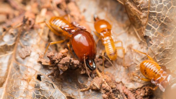 Virginia Termite Control: Common Signs & Home Protection Guidance Released