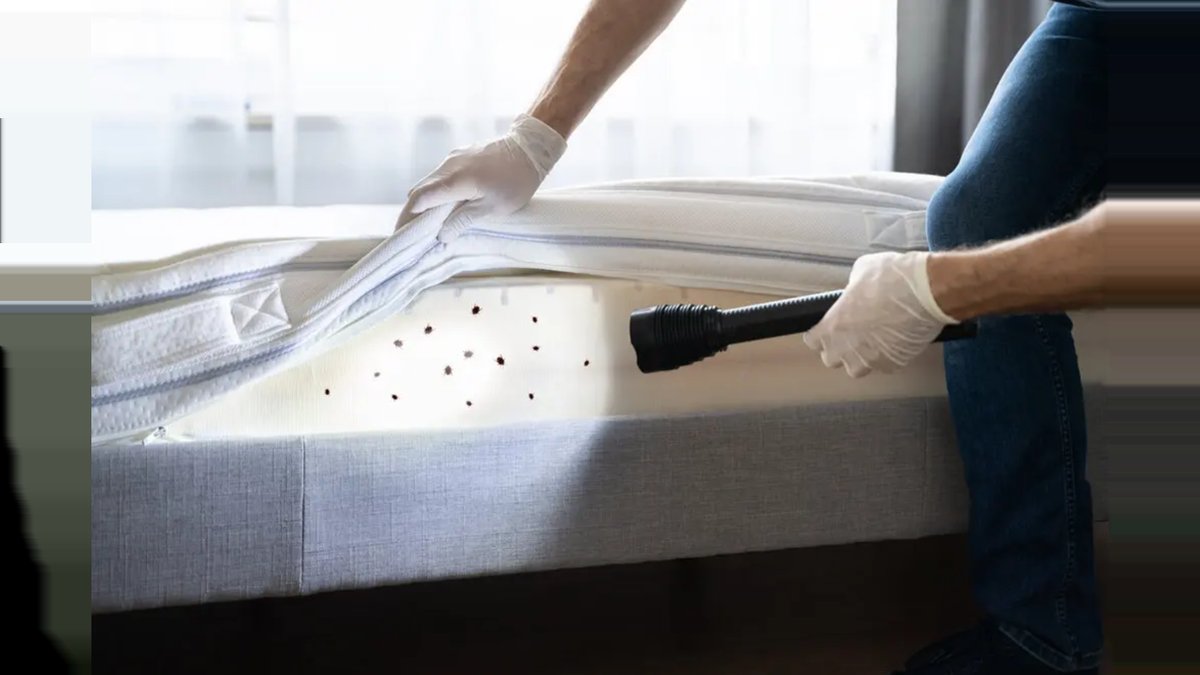 Washington, D.C. Same-Day Bed Bug Heat Treatment: Residential Service Updated
