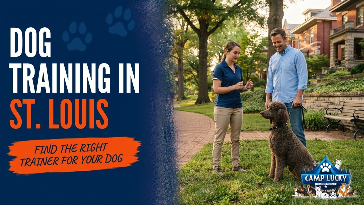 What Is Reactivity Training Cost? St. Louis Dog Trainer Explains Tiers
