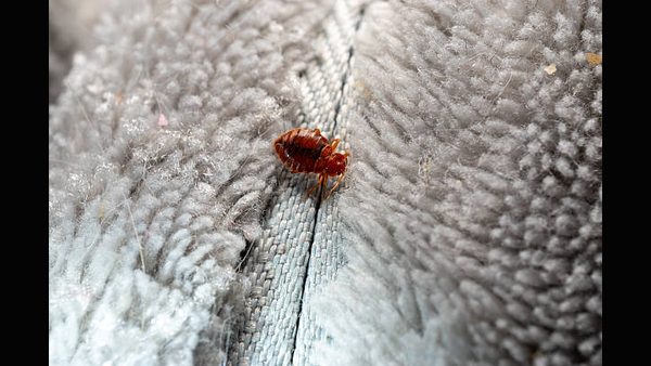 Why Are Bed Bugs So Hard To Get Rid Of? VA Expert Explains Pesticide Resistance