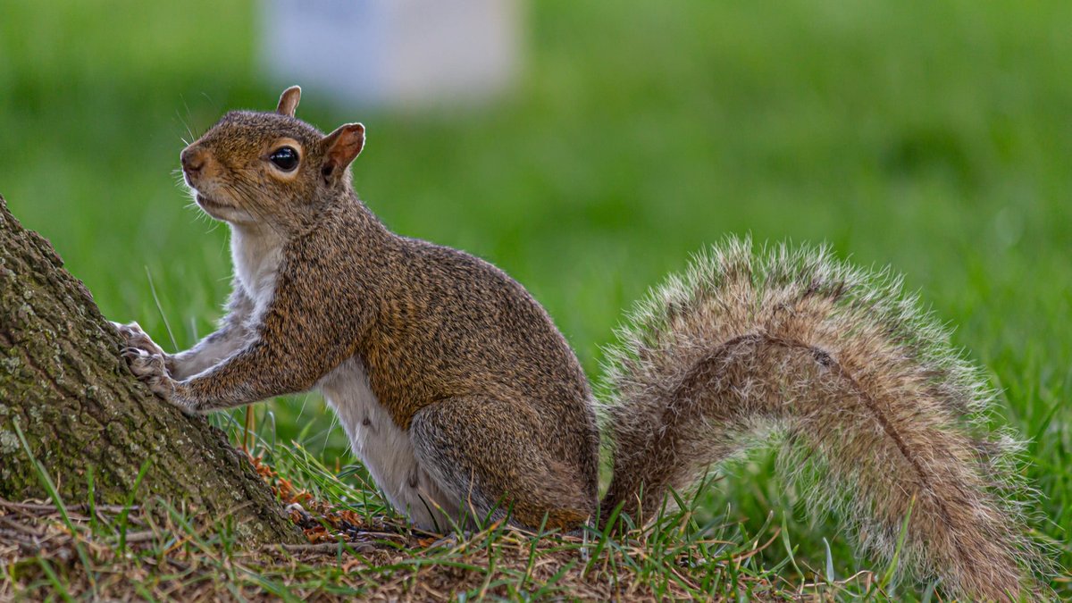 Why Do Squirrels Keep Coming Back? VA Pest Control Experts Share Their Insights
