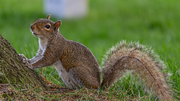 Why Do Squirrels Keep Coming Back? VA Pest Control Experts Share Their Insights