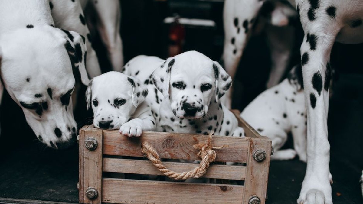 Best Flea Treatment for Lactating Dogs: Label-Approved Products Explained