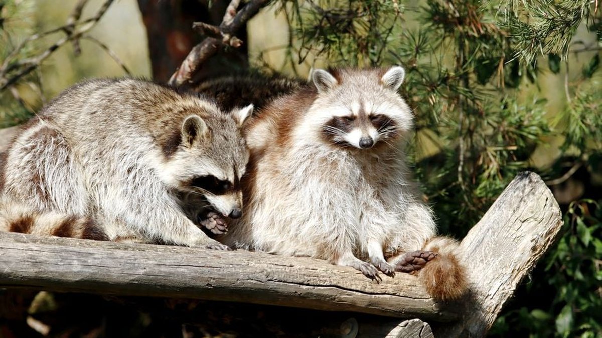 Best Reston, VA Raccoon Removal Companies Ranked in New Report
