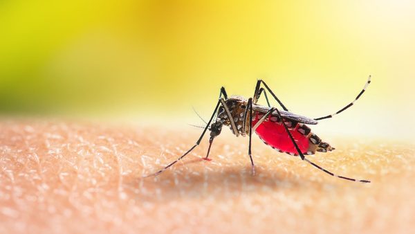 Bethesda, MD Eco-Friendly Seasonal Mosquito Control: Outdoor Services Expand