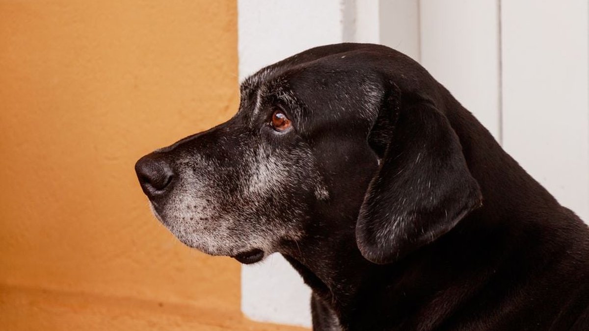 Boarding A Senior Dog For The First Time: IL Expert Shares A Complete Checklist