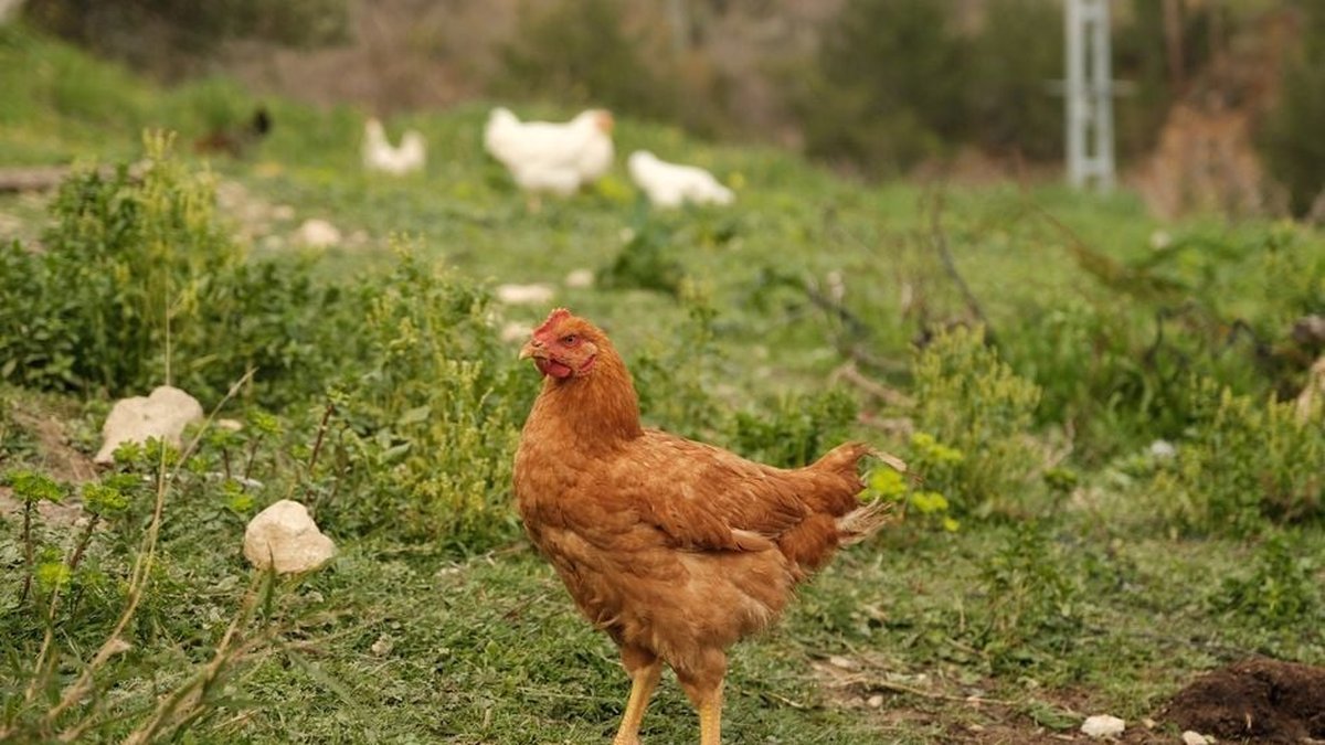 Cage-Free vs Free-Range vs Pasture-Raised Chicken: Differences & Benefits
