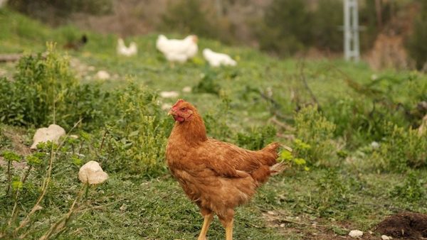 Cage-Free vs Free-Range vs Pasture-Raised Chicken: Differences & Benefits
