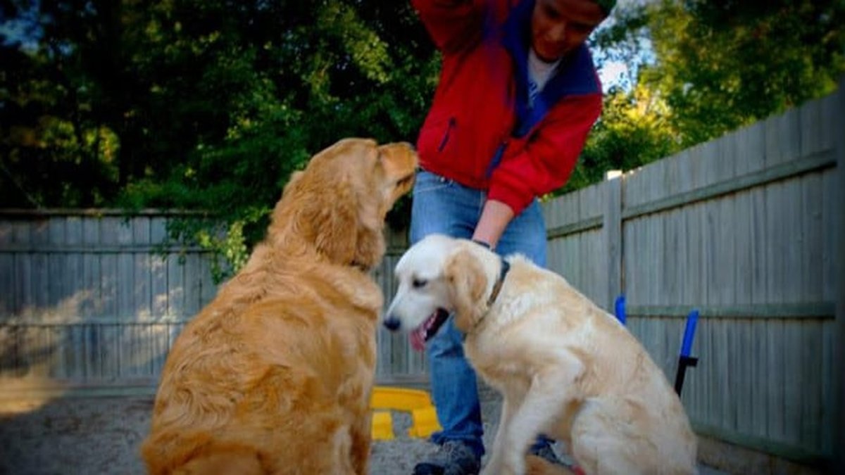Downers Grove, IL Dog Boarding Kennels & VIP Pet Care Services Expanded