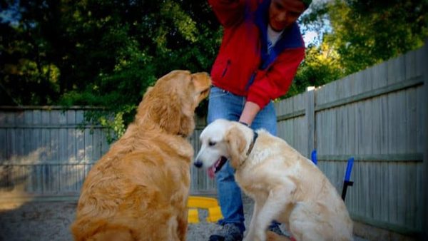 Downers Grove, IL Dog Boarding Kennels & VIP Pet Care Services Expanded