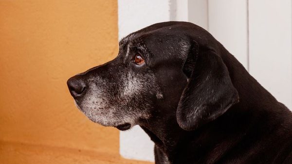 Glen Ellyn, IL Dog Kennel Boarding For Senior Pets With Health Issues Expanded