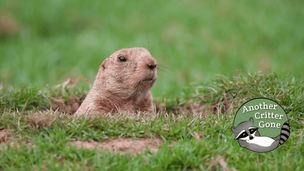 Groundhog Laws | Cincinnati Wildlife Removal Specialist Reveals Trapping Rules