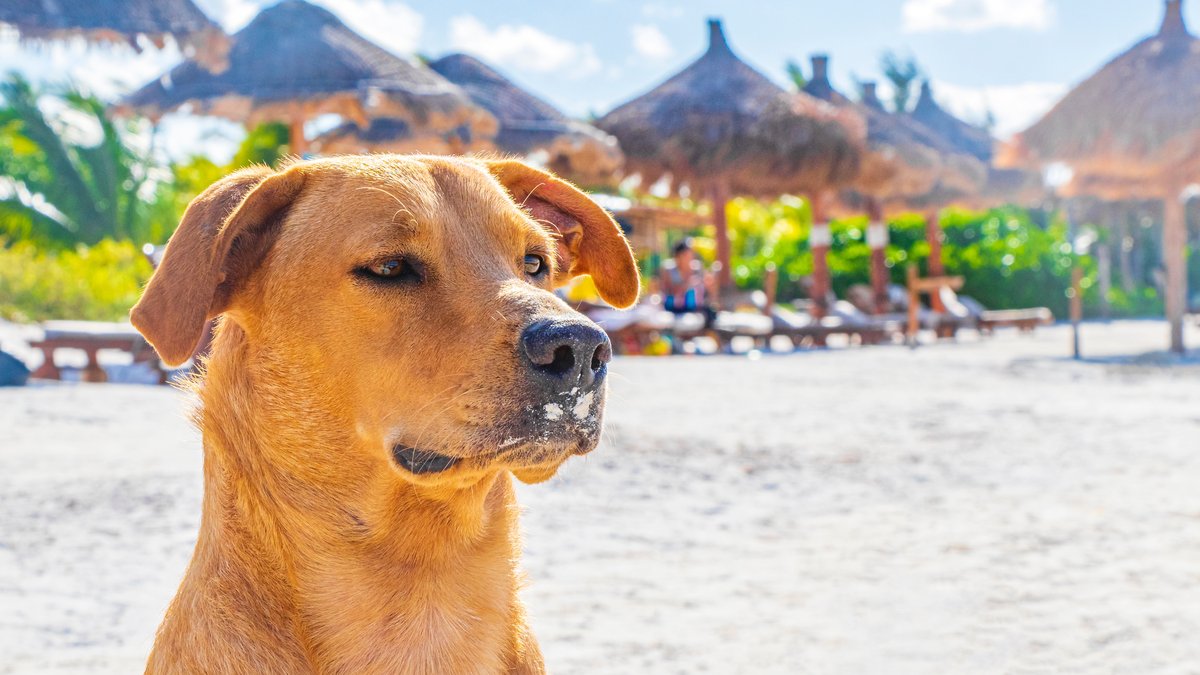 Gulf Coast Pet Friendly Vacation Rental Costs & Amenities Guide Published