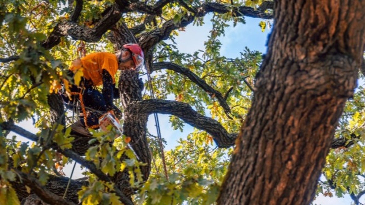 Houston, TX ISA Certified Arborist vs Tree Service: Homeowners Guide Released