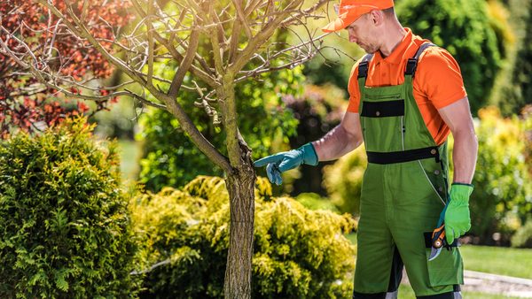 New Jersey Tree Service AEO & SEO Services for AI Search Visibility Announced