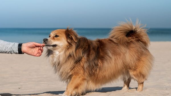 Orange Beach, AL Pet-Friendly Vacation Rentals: Amenities & Costs Guide Released