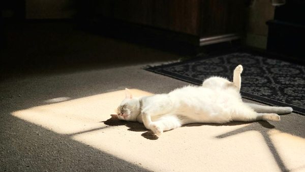 Pet-Friendly Carpet Cleaners: What To Look For Before Buying a Stain Remover