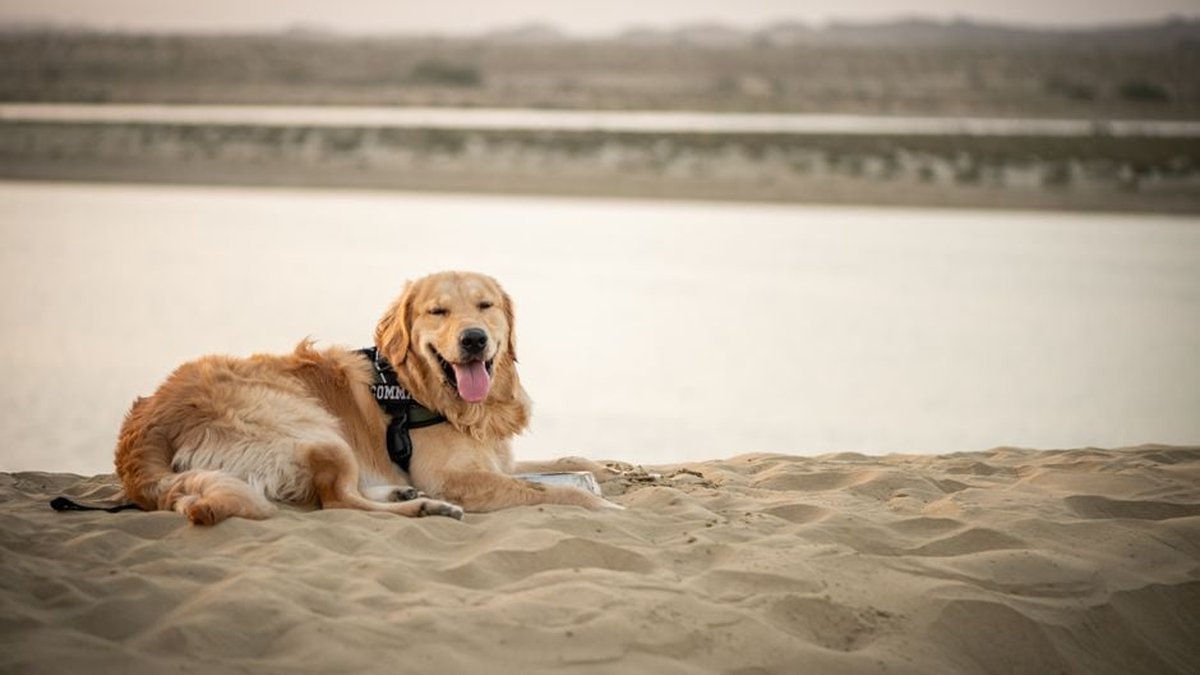 Pet-Friendly Vacation Rentals in Orange Beach, AL: Amenities, Local Rules & More