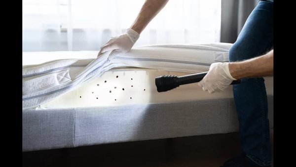 Professional Bed Bug Treatment: VA Expert Breaks Down Process & Cost