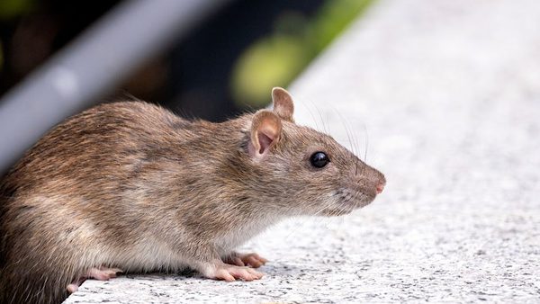 Reston, VA Best Rodent Control Crews With Prices, Reviews Named In New Report