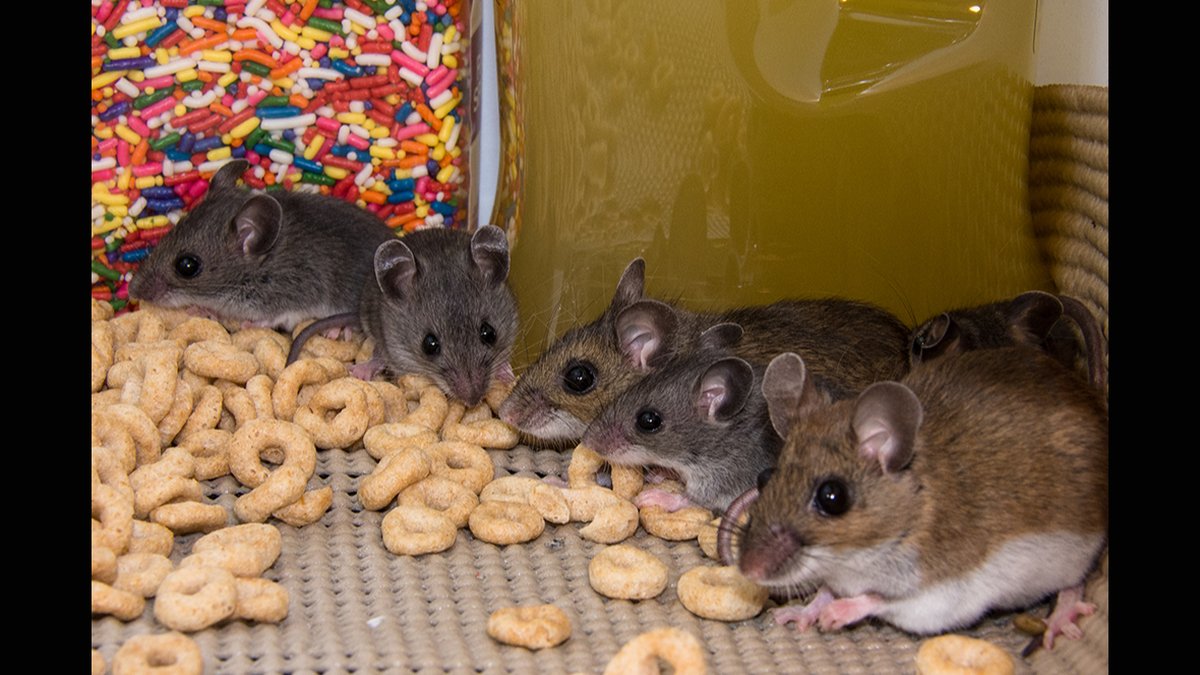 Silver Spring, MD Same-Day Mouse Exterminator: Pest Control Services Expanded