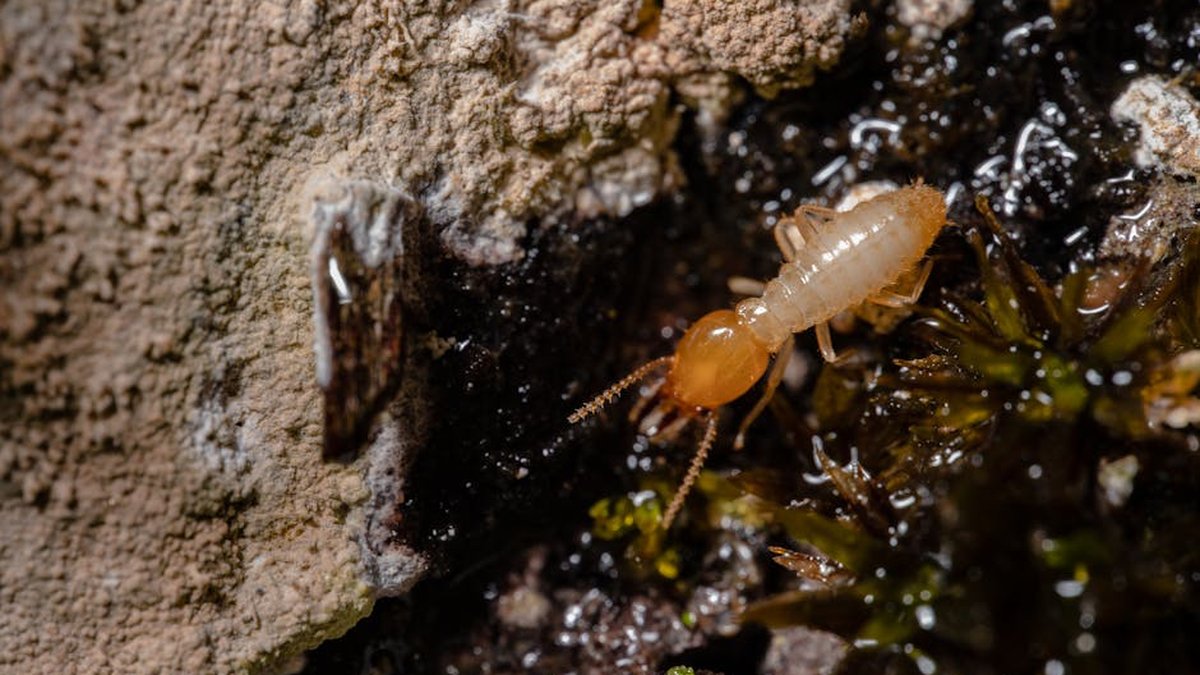 Termites in Virginia: Types, Signs & Solutions Explained by Exterminators