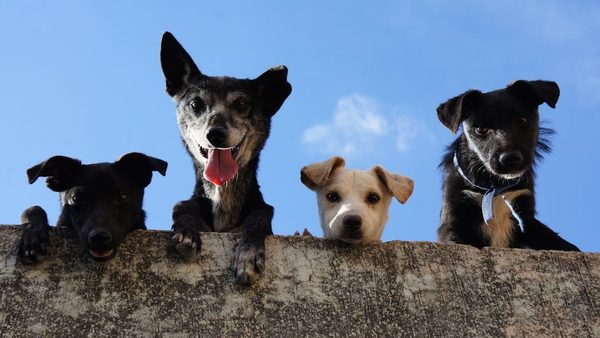 Wakefield, Raleigh Dog Walking With Dedicated Local Walkers Expanded